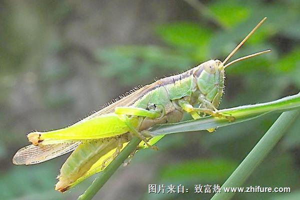 蝗蟲是益蟲還是害蟲？