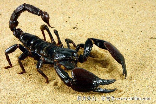 蝎子的飼養方法