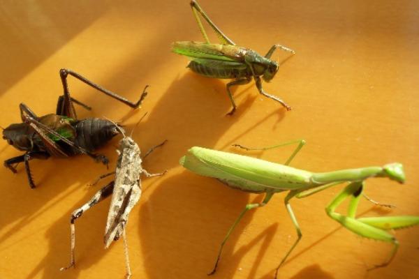 蝗蟲與蟈蟈的區別是什么？