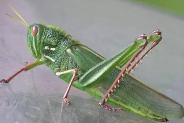 蝗蟲與蟈蟈的區別是什么？