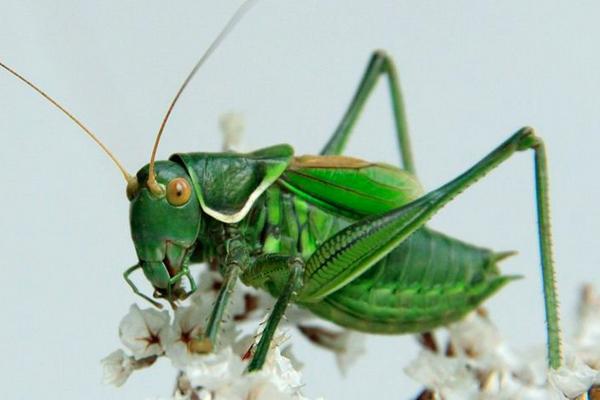 蝗蟲與蟈蟈的區別是什么？