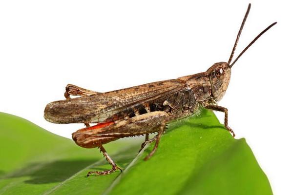 蝗蟲與蟈蟈的區別是什么？