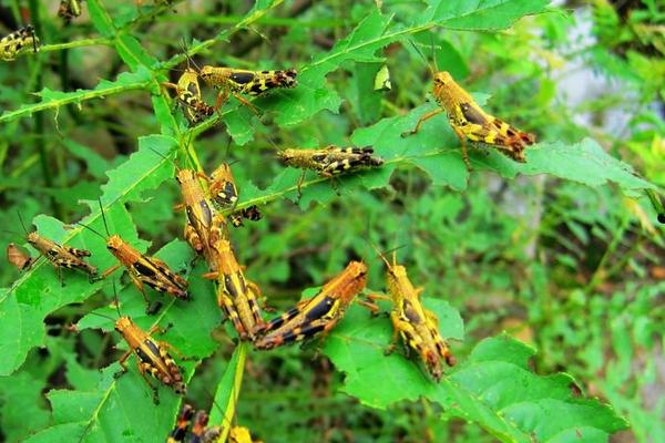 蝗蟲與蟈蟈的區別是什么？