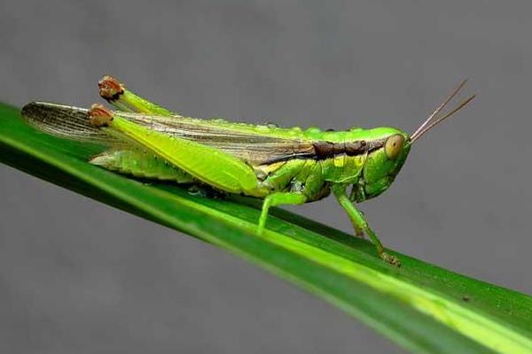 蝗蟲與蟈蟈的區別是什么？
