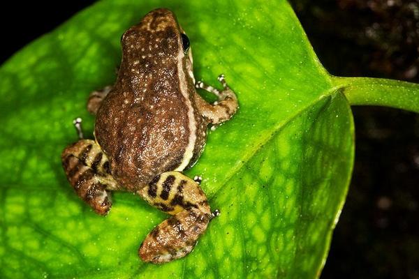 蝗蟲與蟈蟈的區別是什么？
