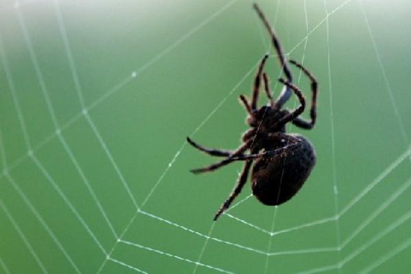 蝗蟲與蟈蟈的區別是什么？