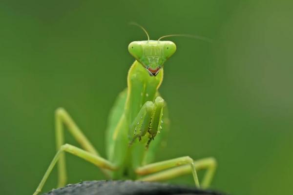 蝗蟲與蟈蟈的區別是什么？