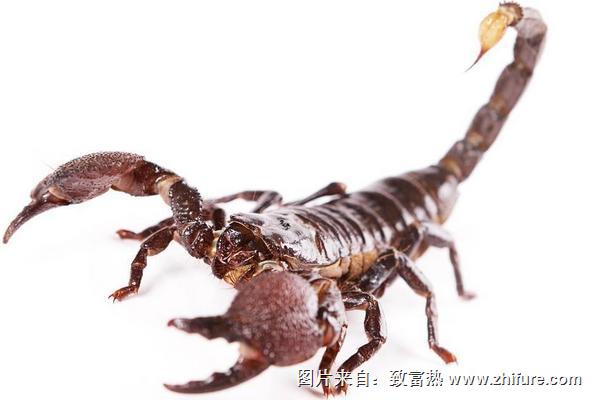 養殖蝎子要投資多少錢？