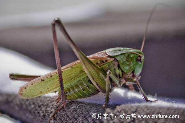 蝗蟲價格多少錢一斤？