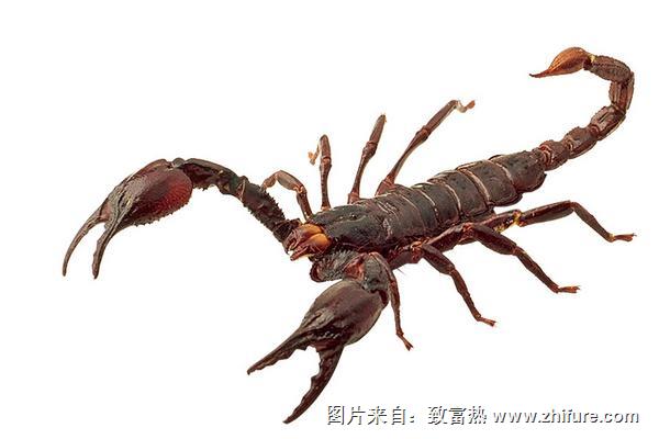 孕婦能吃蝎子嗎？