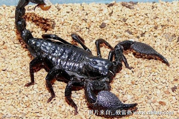 科學蝎子養殖技術