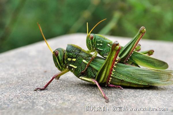 最大的蝗蟲是什么品種？