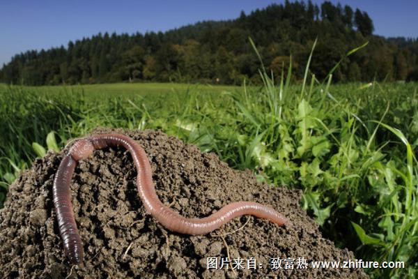 蚯蚓科學養殖技術