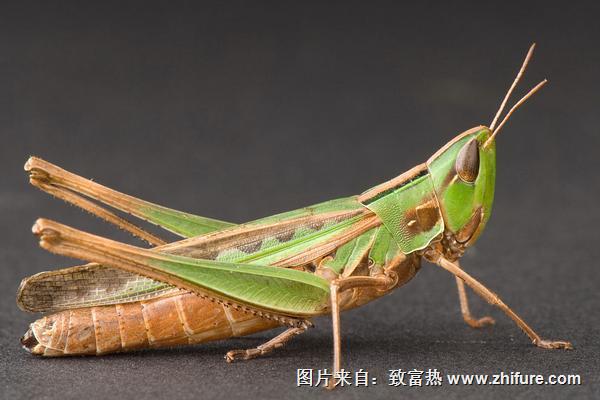 蝗蟲的天敵是誰？