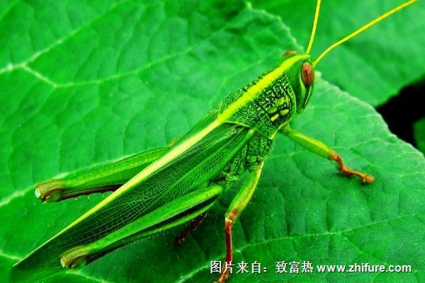 防蝗蟲用什么農藥？