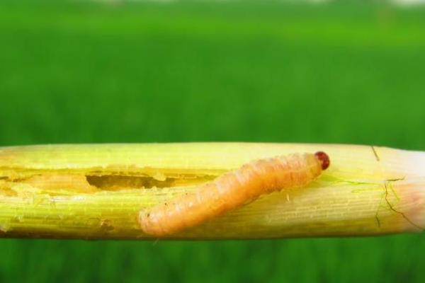 水稻鉆心蟲(chóng)防治時(shí)間