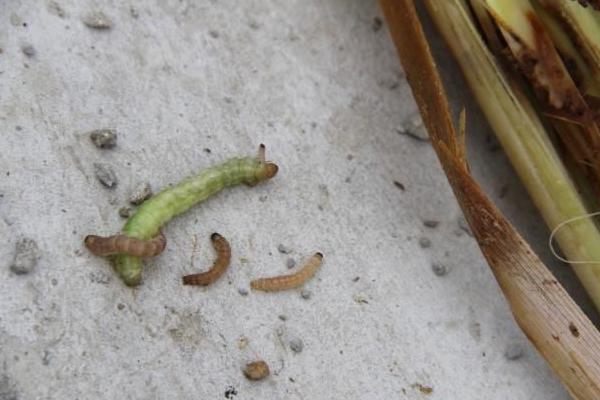 水稻鉆心蟲(chóng)防治時(shí)間