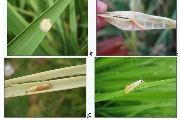 水稻鉆心蟲(chóng)防治時(shí)間