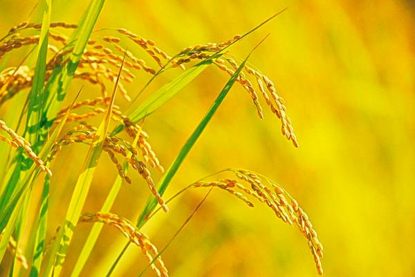 高溫對水稻的影響是什么?