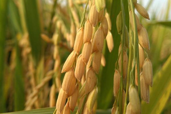 高溫對水稻的影響是什么?