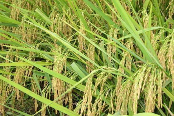 高溫對水稻的影響是什么?