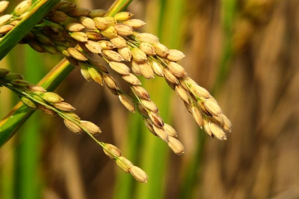 高溫對水稻的影響是什么?