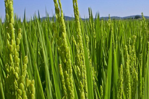 高溫對水稻的影響是什么?