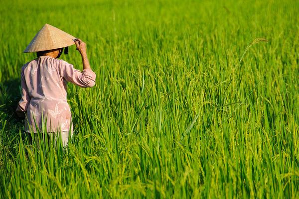 高溫對水稻的影響是什么?