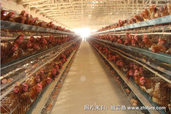 蛋雞輸卵管炎的治療方法