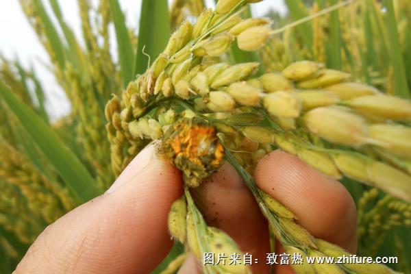 水稻稻曲病防治技術