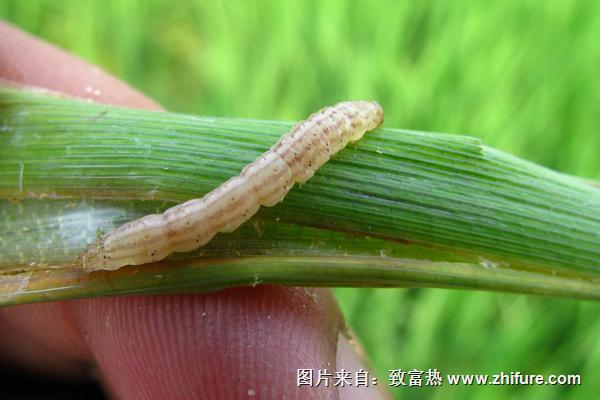 水稻鉆心蟲防治時間