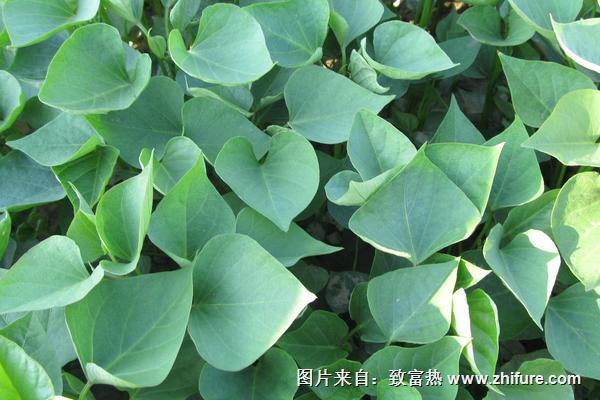 紅薯苗怎么吃？