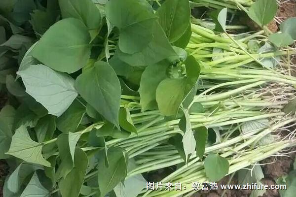 孕婦可以吃紅薯葉嗎？