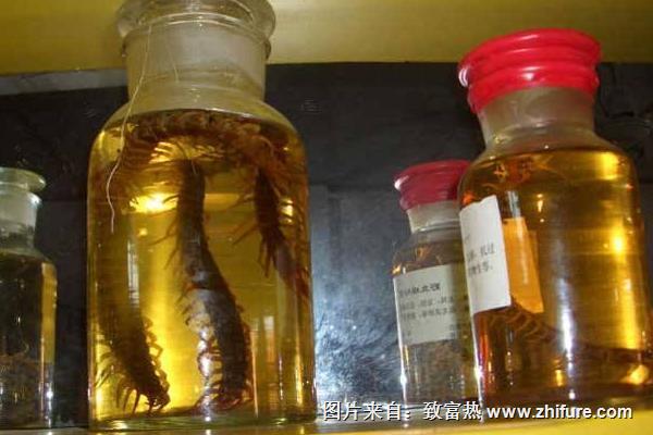 蜈蚣泡酒有什么功效作用？