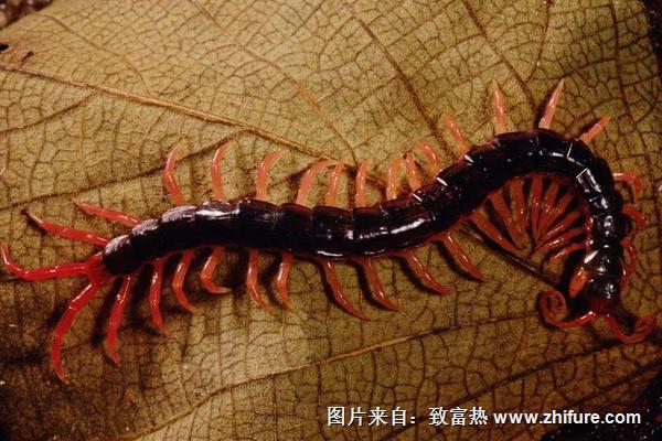 家里有蜈蚣怎么辦？