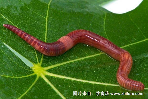 蚯蚓能吃嗎?