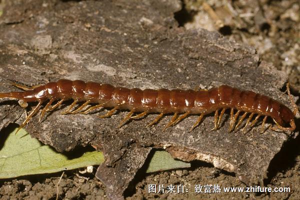 蜈蚣的天敵是什么？