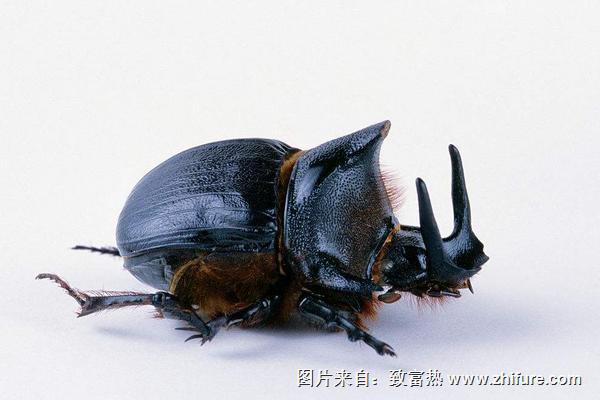 蜣螂是什么？