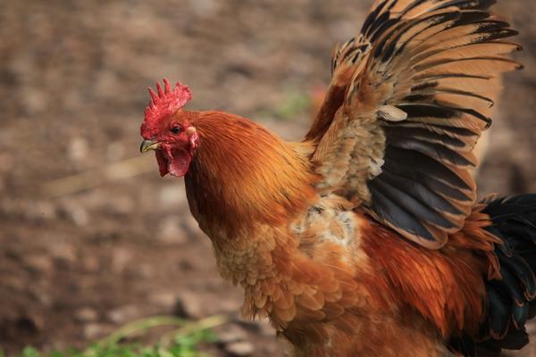 蜈蚣的天敵是什么？