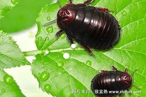 土元吃什么食物?