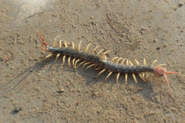 蜈蚣的天敵是什么？