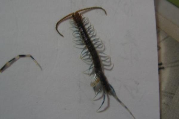 蜈蚣的天敵是什么？