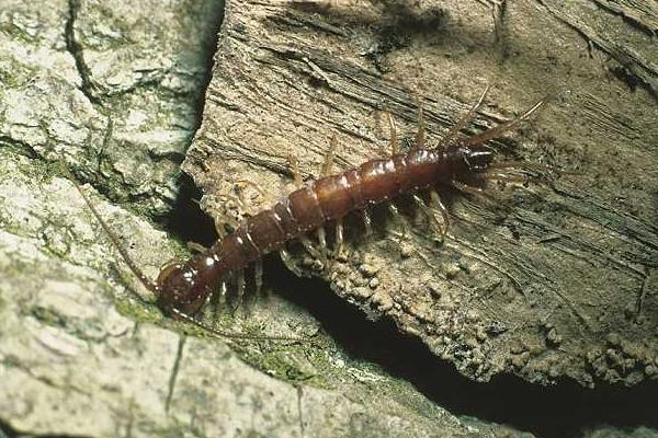 蜈蚣的天敵是什么？