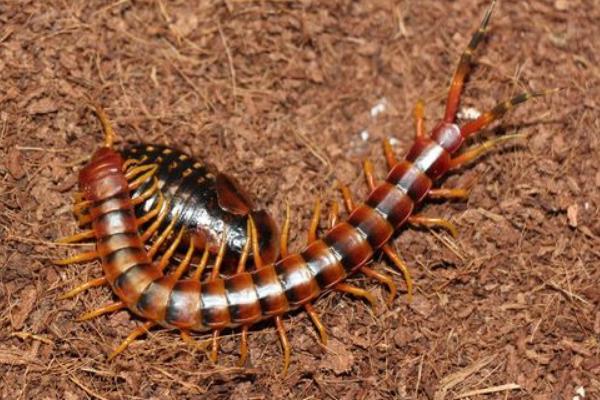 蜈蚣的天敵是什么？