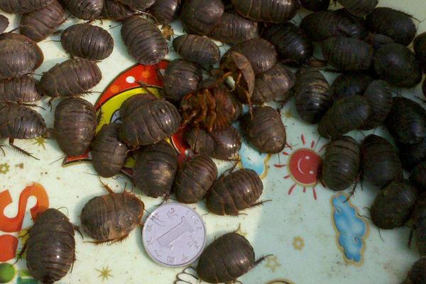 土元吃什么食物？