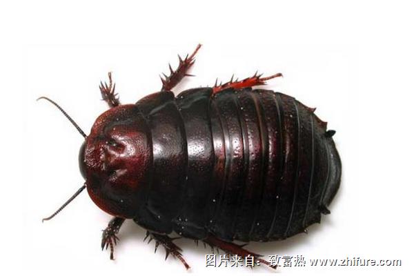 土元好養(yǎng)嗎?