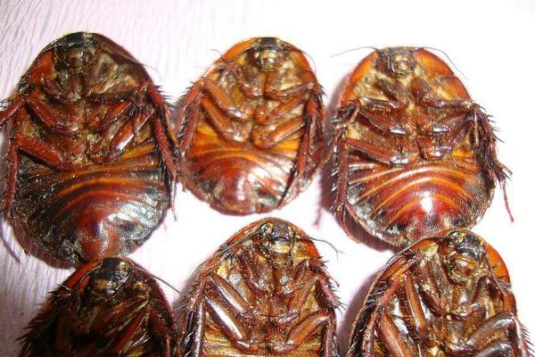 土元有毒嗎？