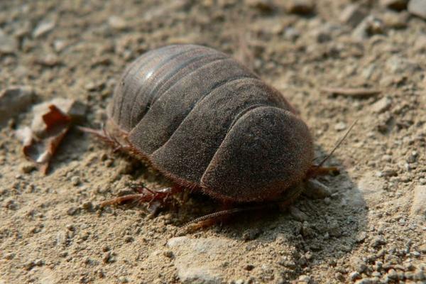 土元有毒嗎？