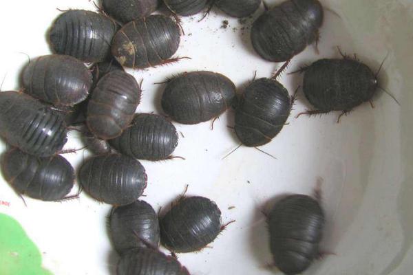 土元有毒嗎？