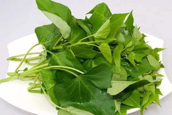 吃紅薯葉有什么好處？